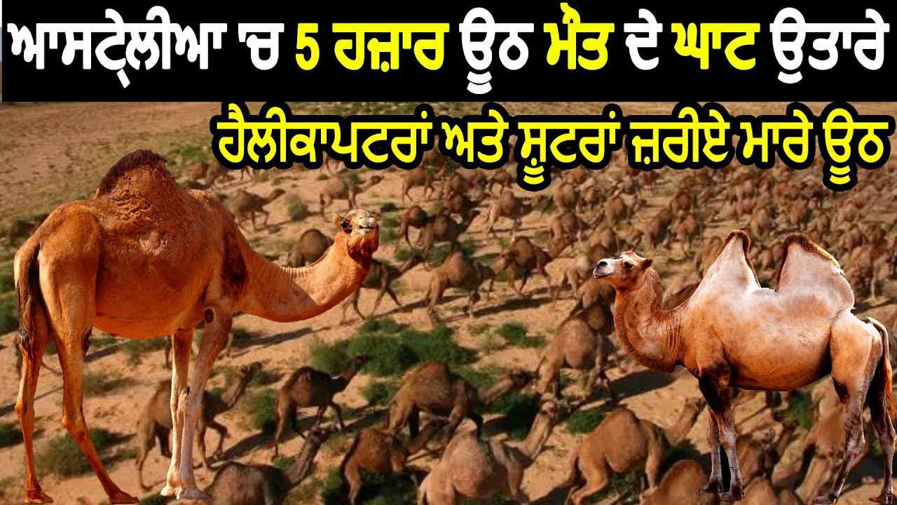 Australia News : Over 5000 Camels Shot Dead | Australia Wildfires | Hamdard Tv