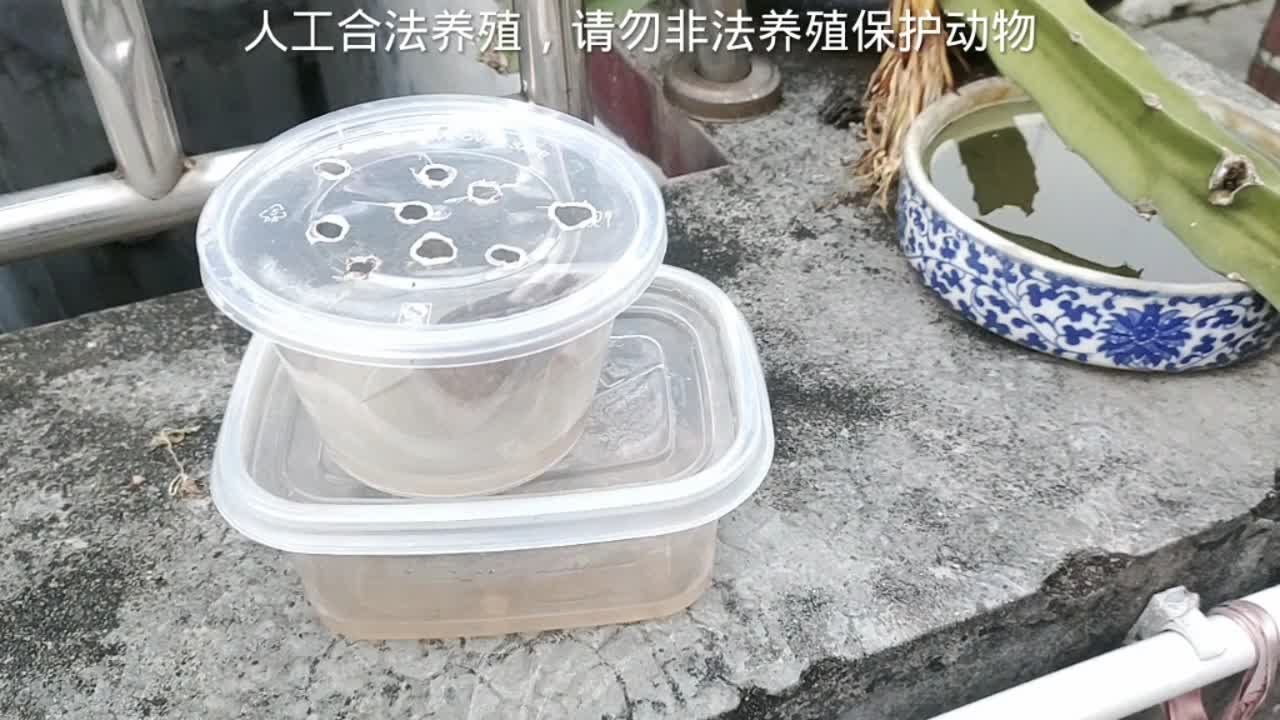 这两年金钱龟跌的很多，作为玩家的我，选一只最好看的品相玩玩
