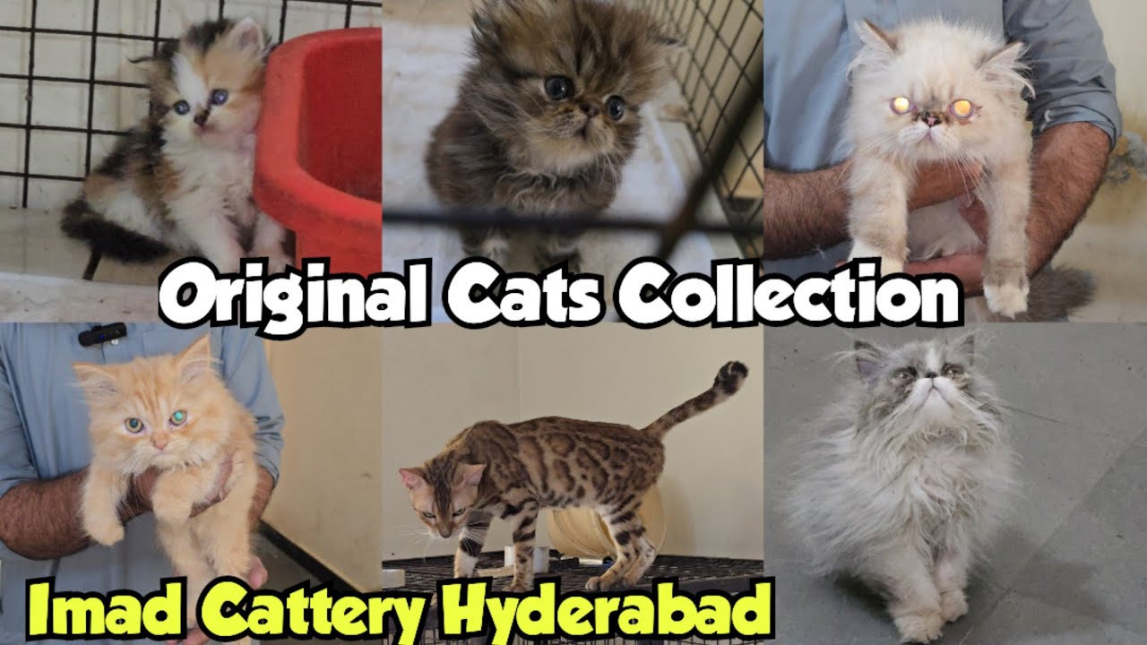 Extreme Punch Face Persian & Bangal Kittens & Cats Available At Imad Cattery | Hyderabad