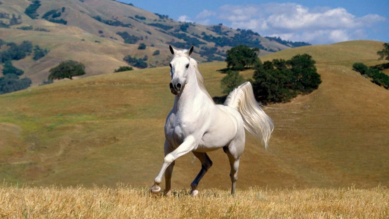 League of Legends : Horse Rap