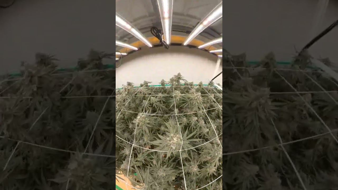 Tour of Flawless Cannabis Co. & High Grade Farms Indoor Grow Facility