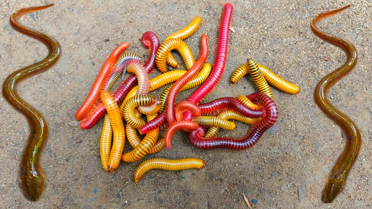 Wadidaw! Menangkap ikan belut dan kaki seribu, luwing,ikan lele, ikan hias, kura kura, kelomang