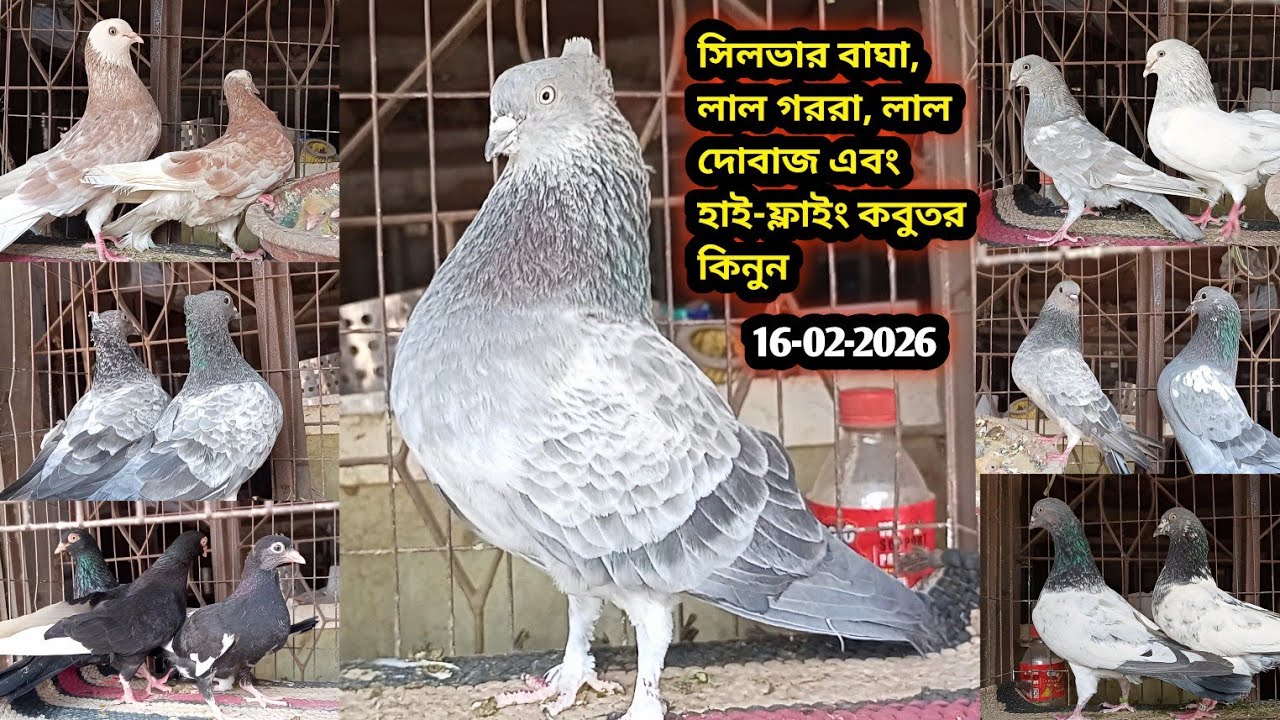 16-02-2026 সিলভার বাঘা, লাল গররা, লাল দোবাজ এবং হাই-ফ্লাইং কবুতর কিনুন | Pigeons price bd | kabutar