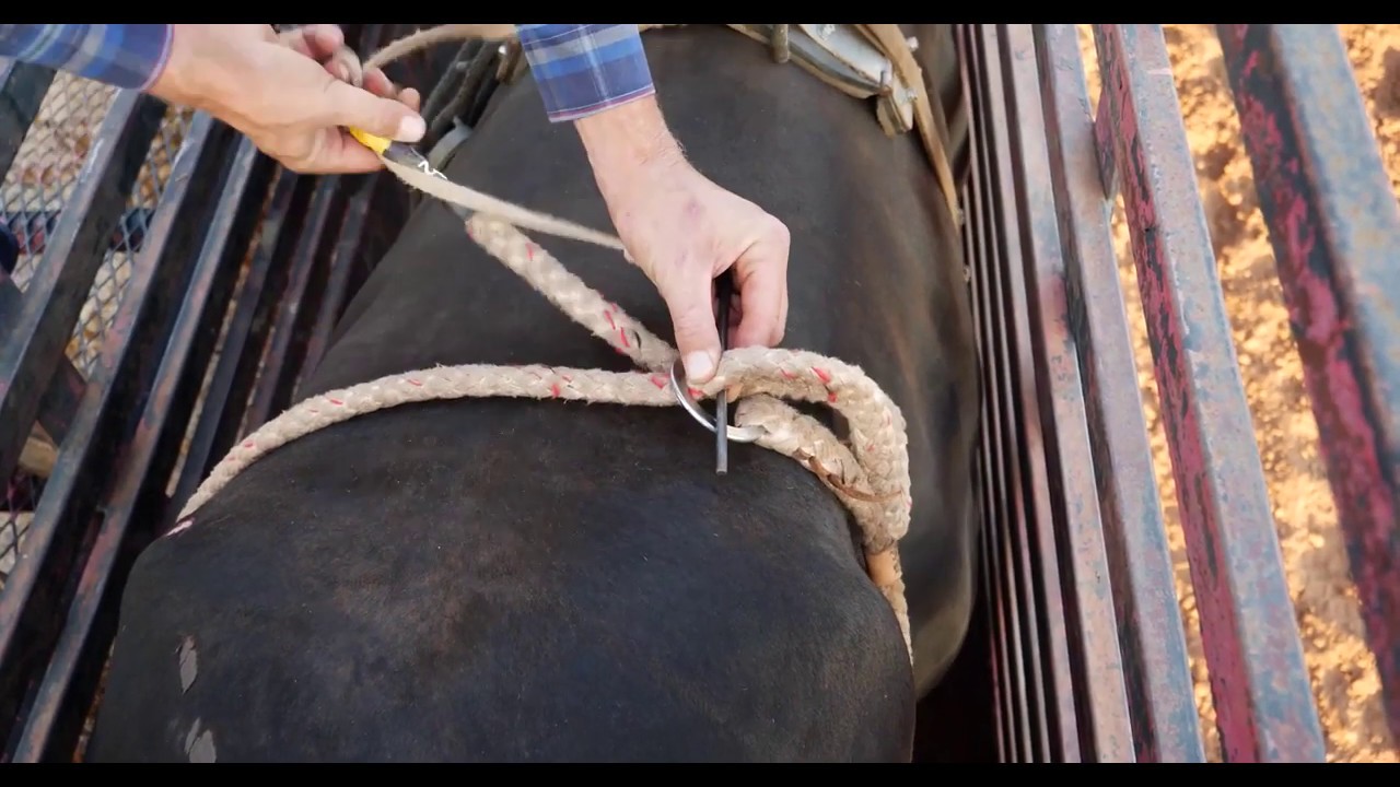How to Train World Class Bucking Bulls