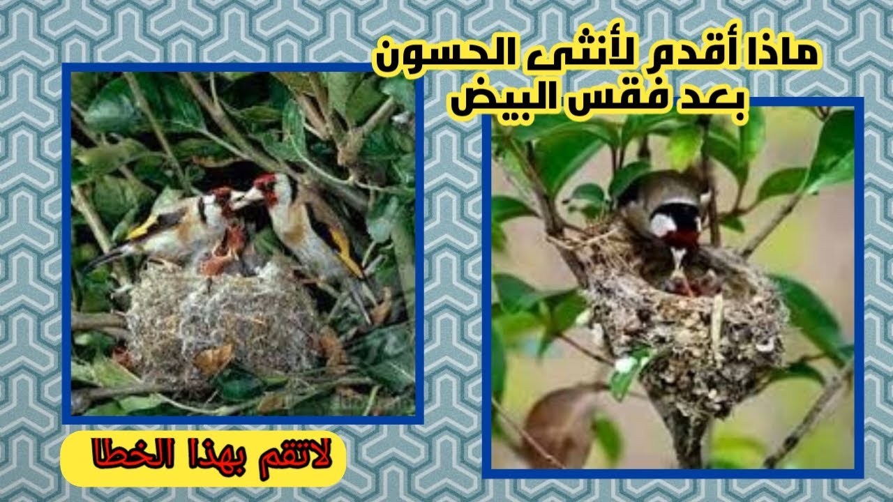 ماذا اقدم لانثى الحسون لاطعام فراخها بعد فقس البيض.
