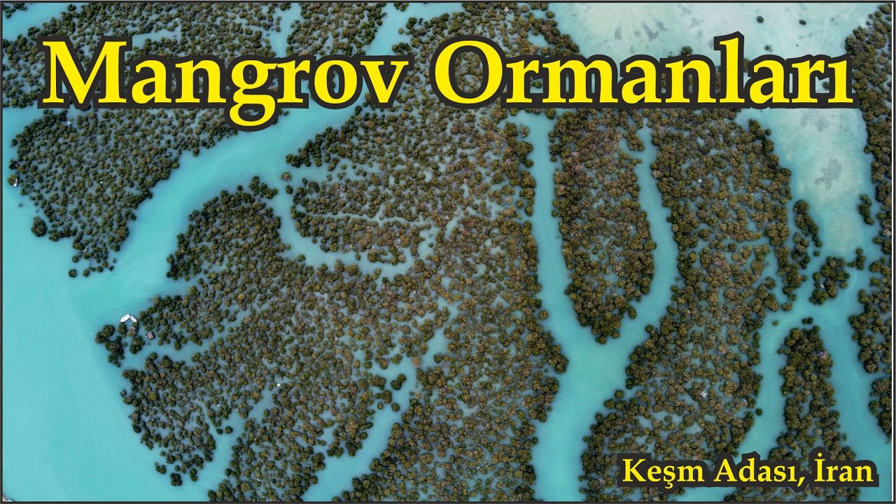 Mangrov Ormanları