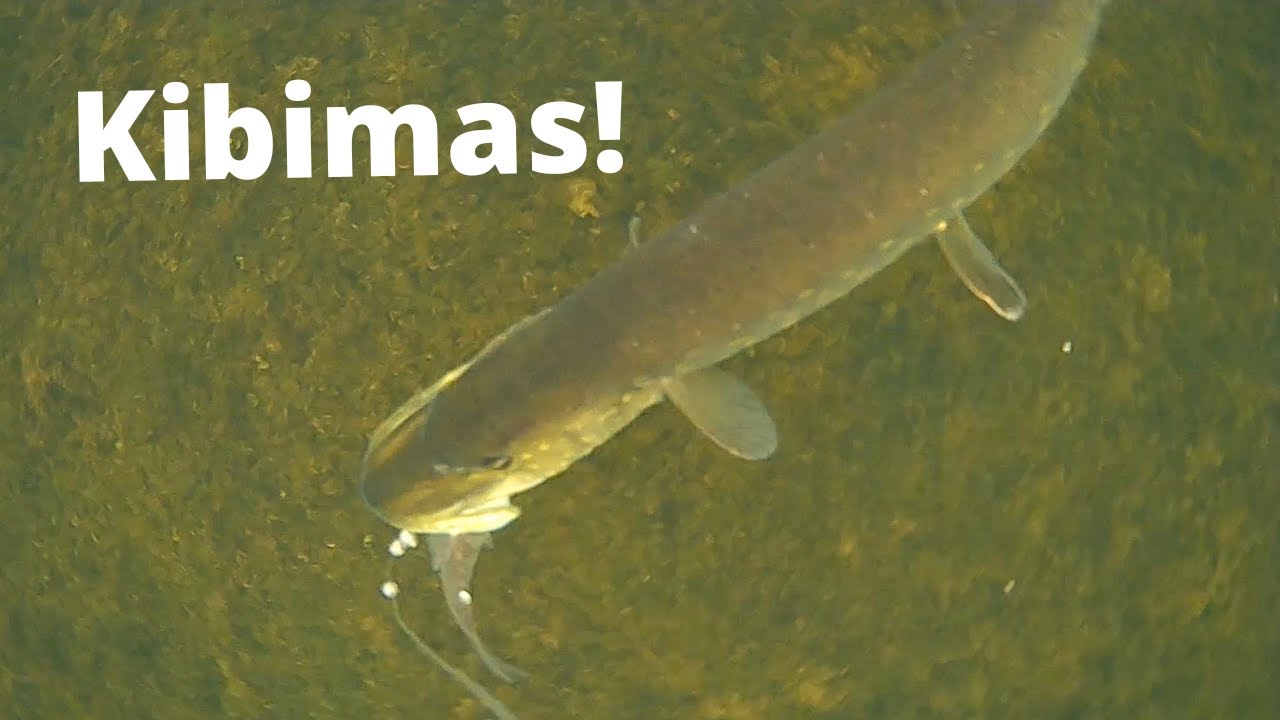 Lydekų žvejyba ant gyvos žuvelės