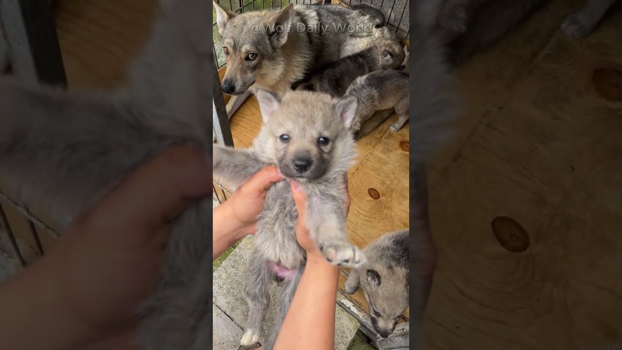 Give my baby back! 🐺 #wolf #greywolf #wolfpack #wolfdog #shorts