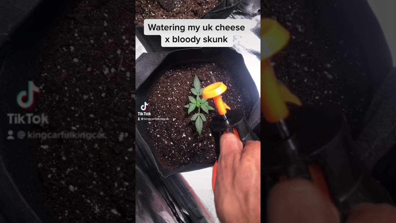 Cannabis strain uk cheese 🧀 x bloody skunk watering time