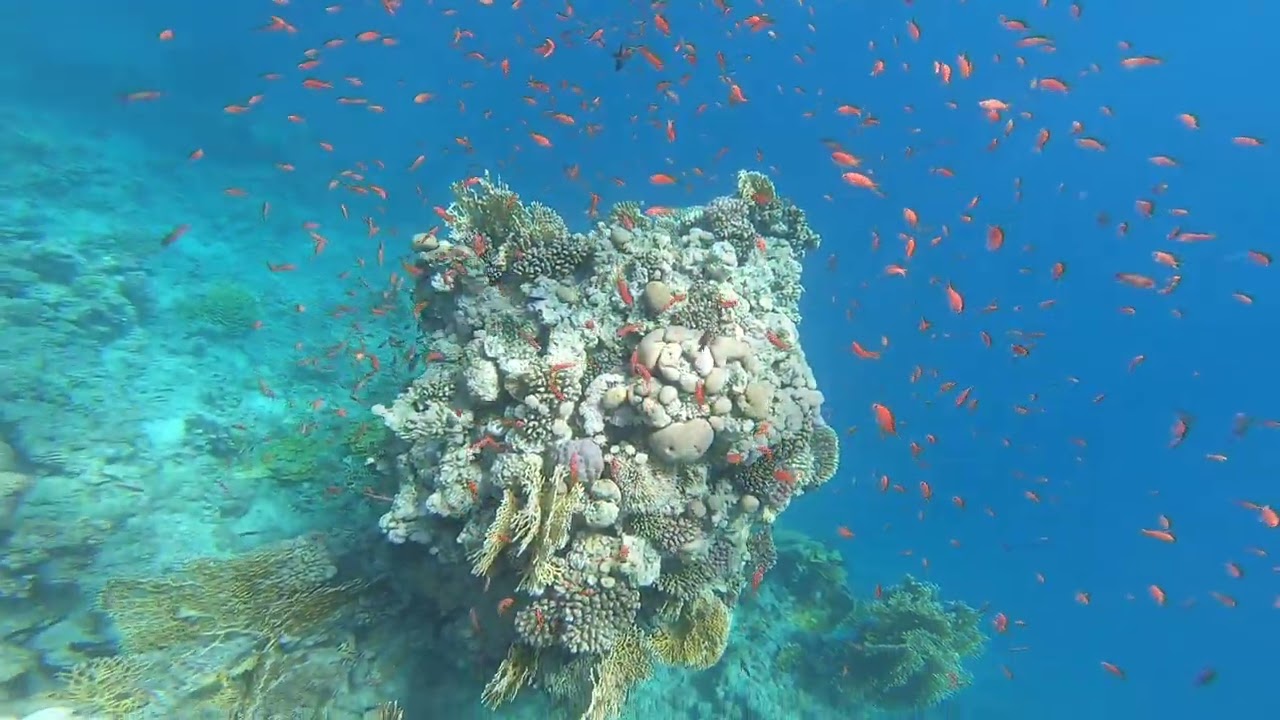 Egypt, Sharm el Sheikh                                      National Park Ras Mohamed Snorkeling