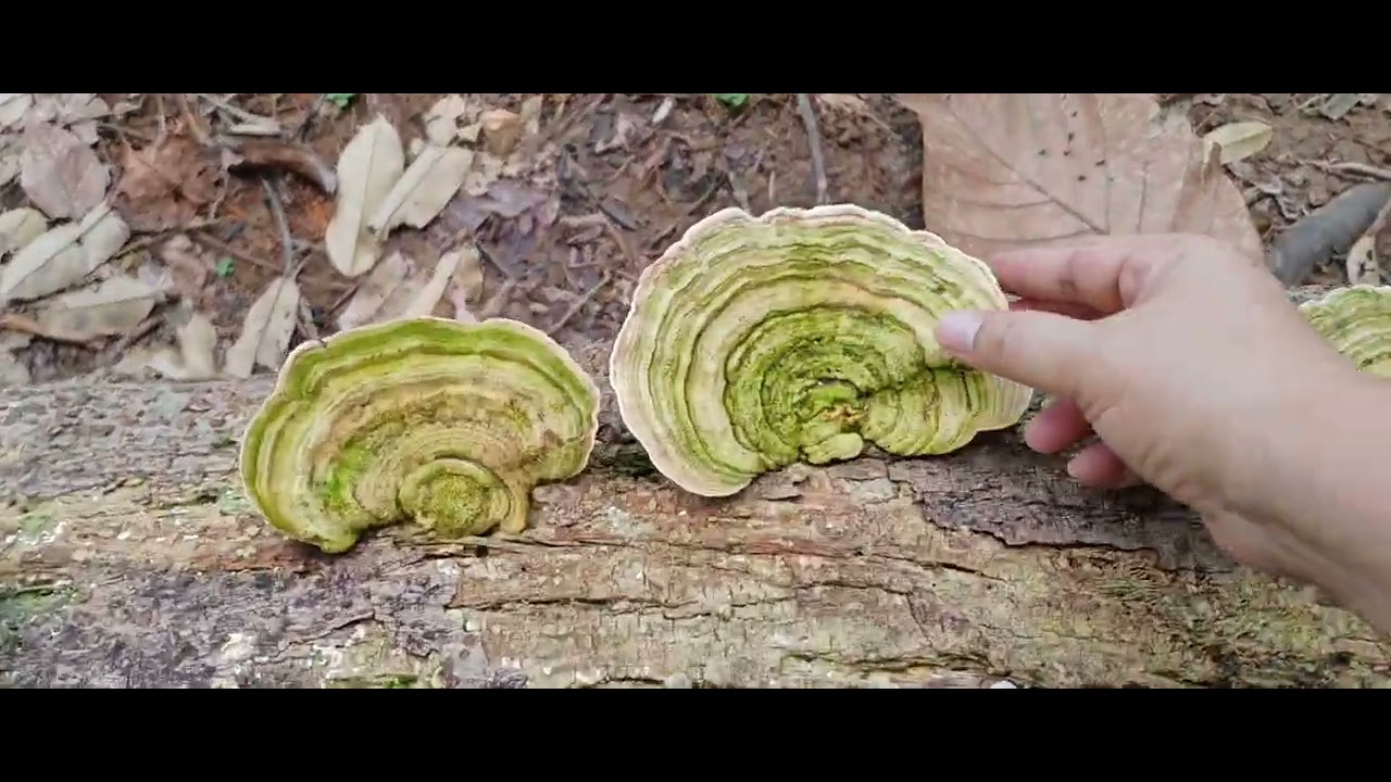 Mencari sayur tumbuhan hutan ~ daun sabung