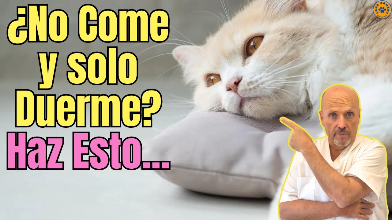 🐱 MI GATO NO QUIERE COMER Y SOLO DUERME &iquest;QUE PUEDO HACER? 🐱