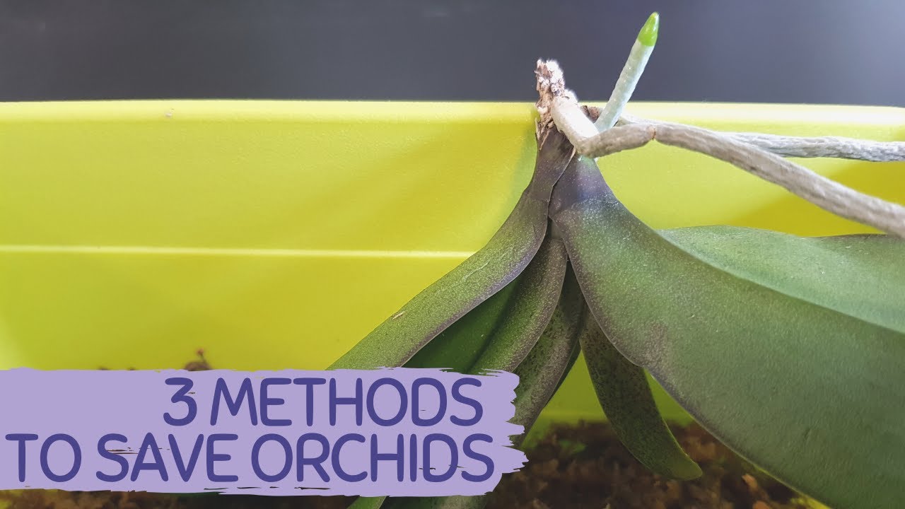 PHALAENOPSIS ORCHID ROOT ROT | ORCHID REANIMATION | SAVE PHALAENOPSIS WITH ALL ROTTEN ROOTS