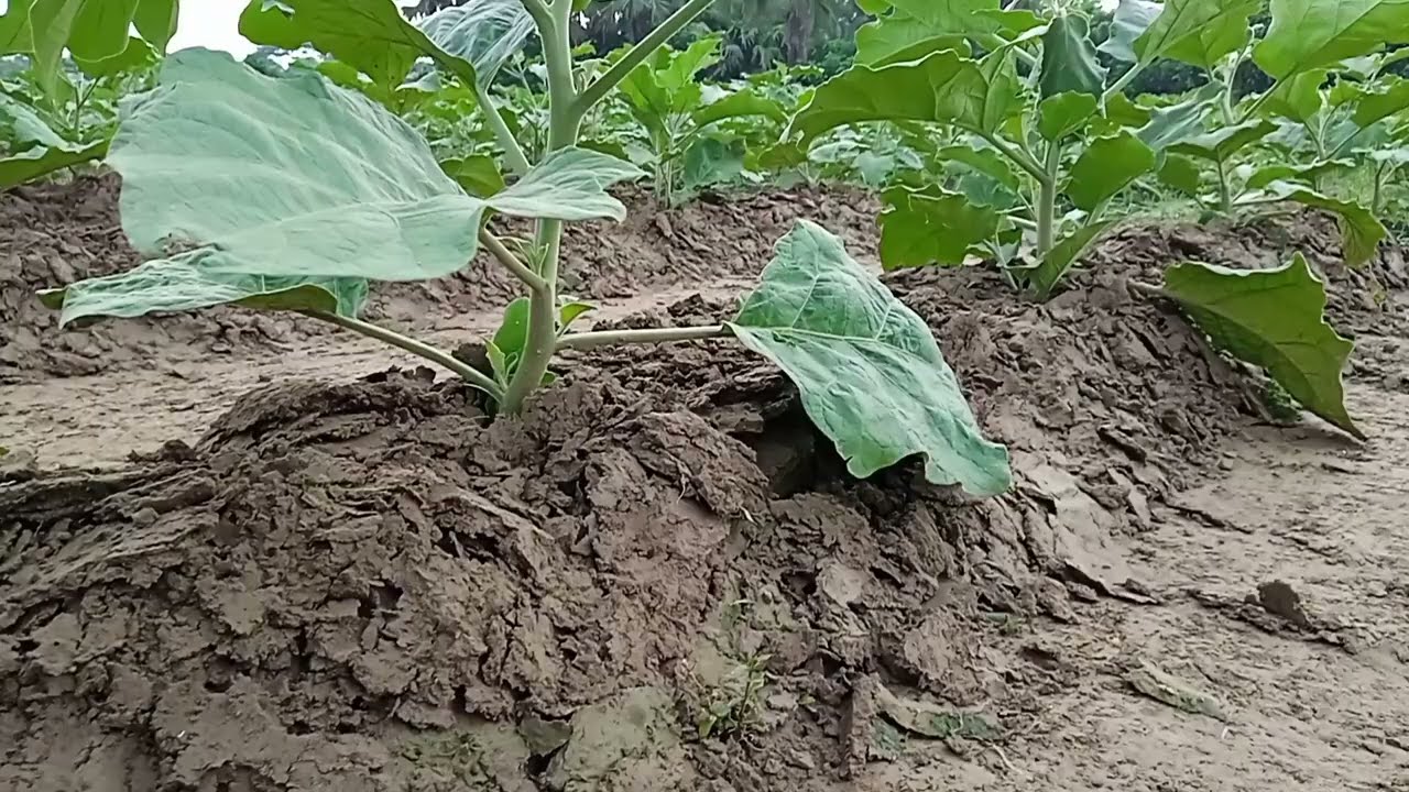 শীতকালীন বেগুনের চাষাবাদ 