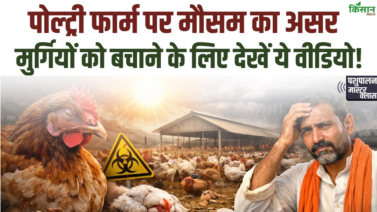 मौसम बदलते ही मुर्गियां बीमार? जानें Poultry Farm बचाने के जरूरी और आसान उपाए। Poultry Farm Tips