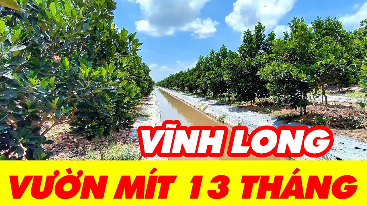 Vườn mít ruột đỏ 13 tháng tại Vĩnh Long