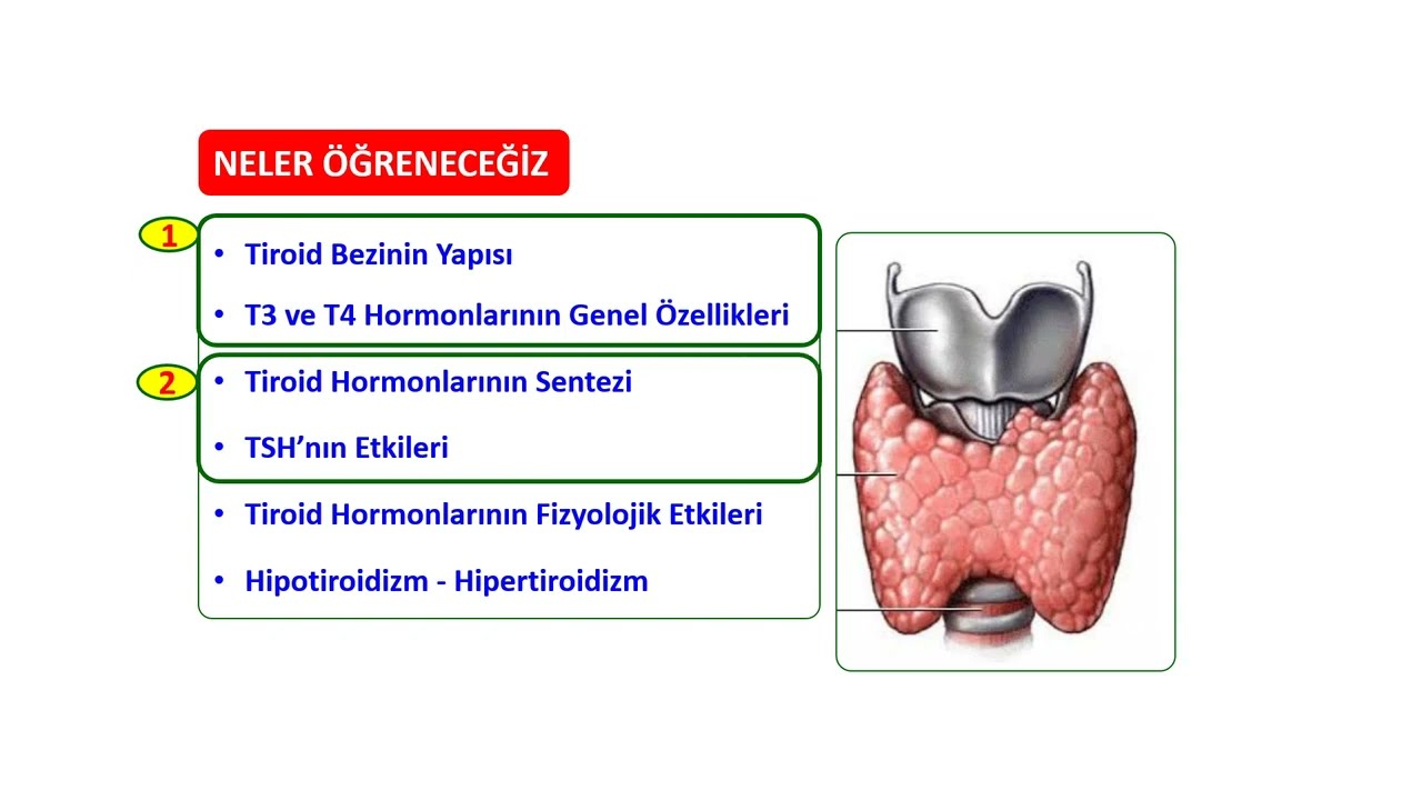 TİROİD HORMONLARI-2 (T3 T4 SENTEZİ VE TSH)