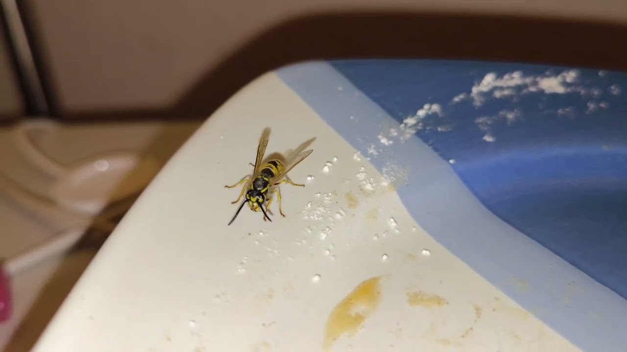 Wasp 4k get some powdered sugar