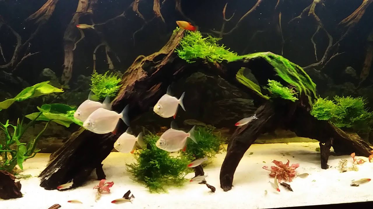 poisson Metynnis hypsauchen aquarium 260 litre