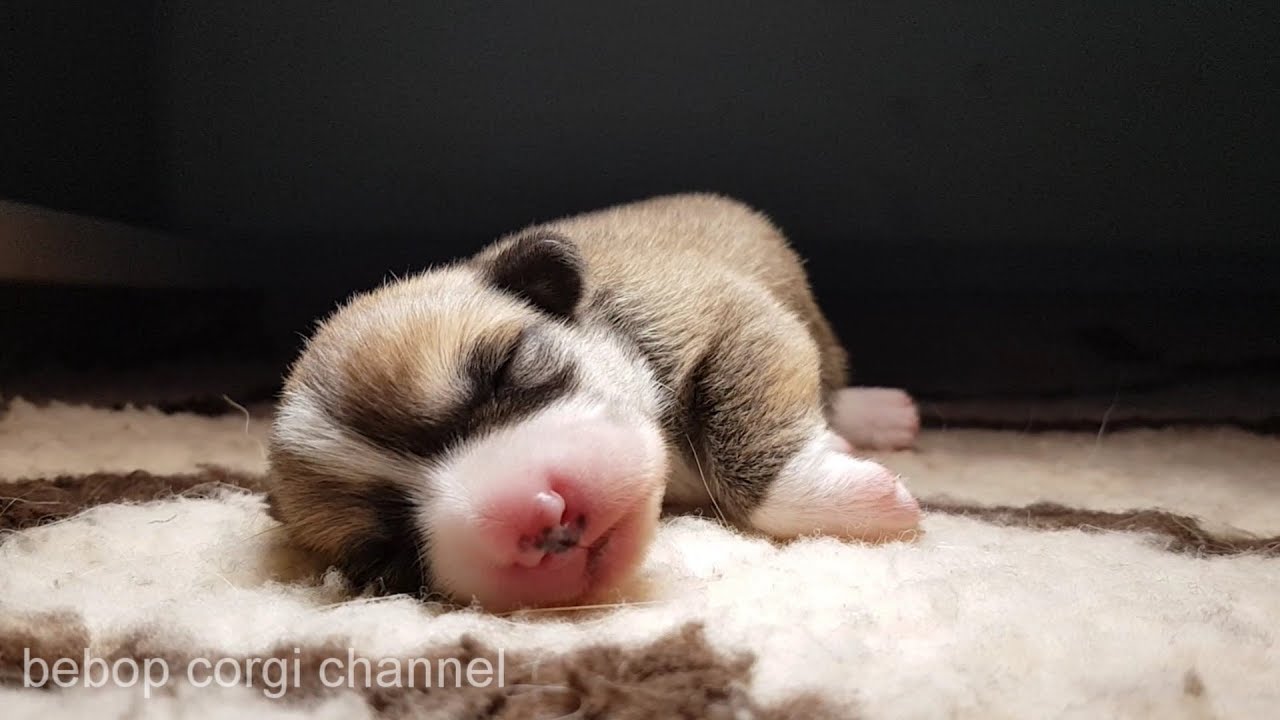 bebop corgi - newborn puppies