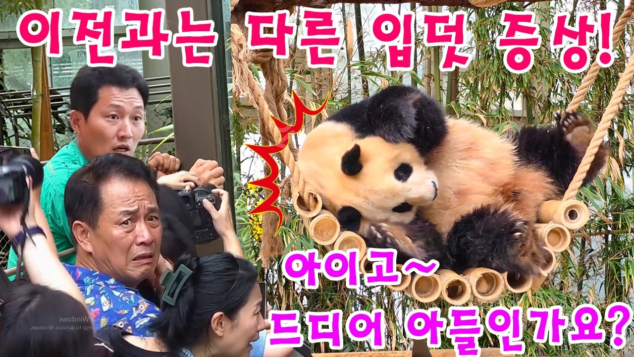세상에😭 이전 임신과는 확연히 다르다?!💨👀  아이바오의 심상치 않은 입덧 증상..🤔 드디어 '아이바오의 아들'이 찾아온 걸까요? #루이바오 #후이바오