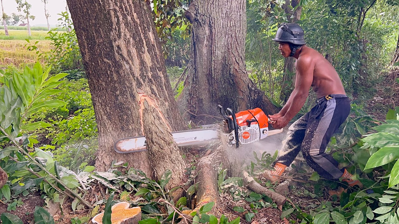 Fastest skill cutting down Huge tree with strongest chainsaw ‼️
