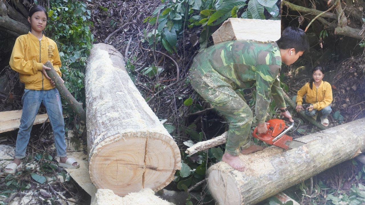 Build a new house - Cut wood to make house columns and house frame rafters - Poor girl trieu thi ca