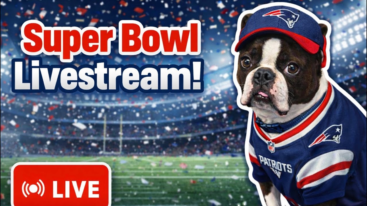 SUPER BOWL GAME DAY LIVESTREAM~Calvin The Boston Terrierist! 🐶🏈