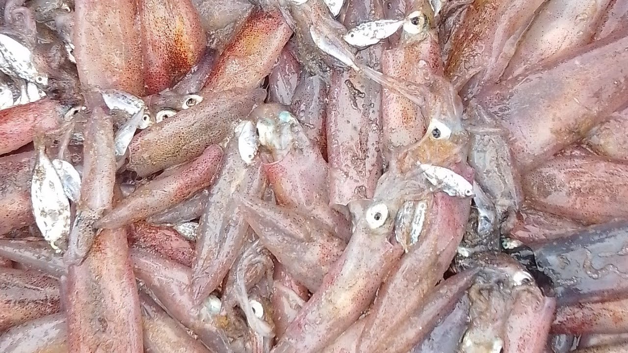ശംഖുമുഖത്തു ഇന്നത്തെ മീൻ പിടുത്തം 🔥#Shangumugham #Karamadi #Fishing #KeralaFishing #FishCatch 