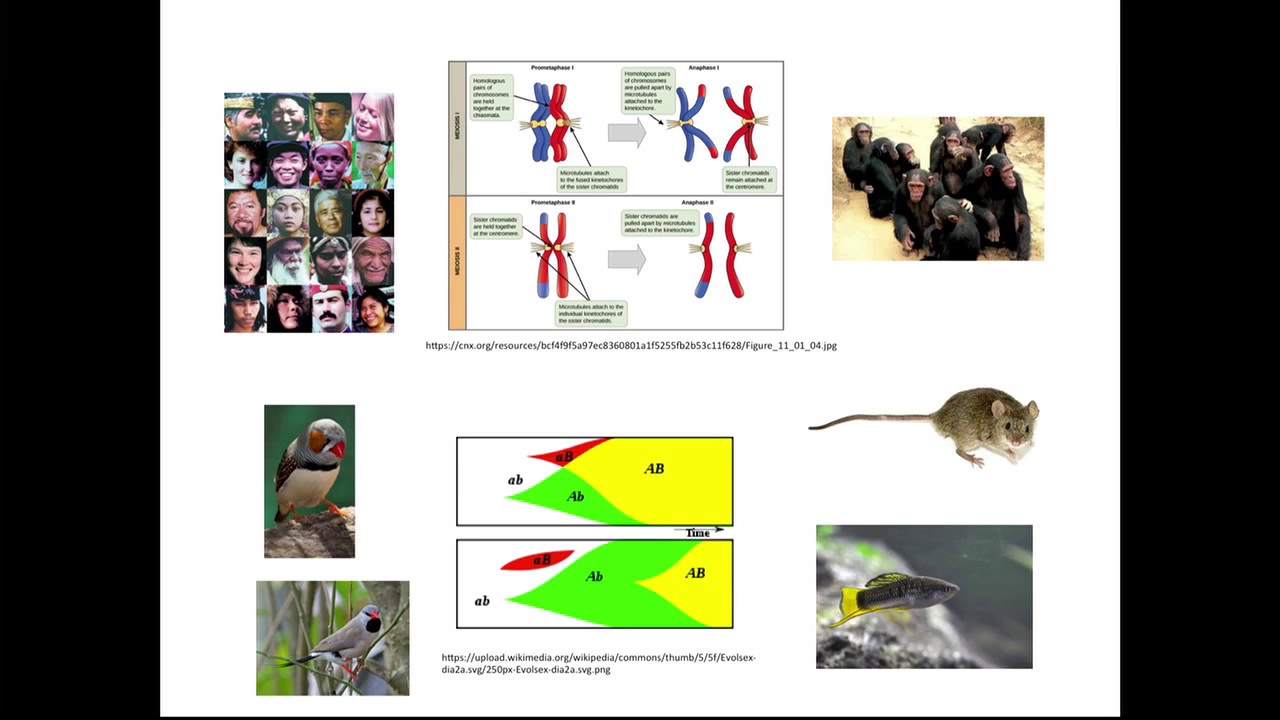 M Przeworski: Of mice, men and birds: meiotic recombination and its evolution.
