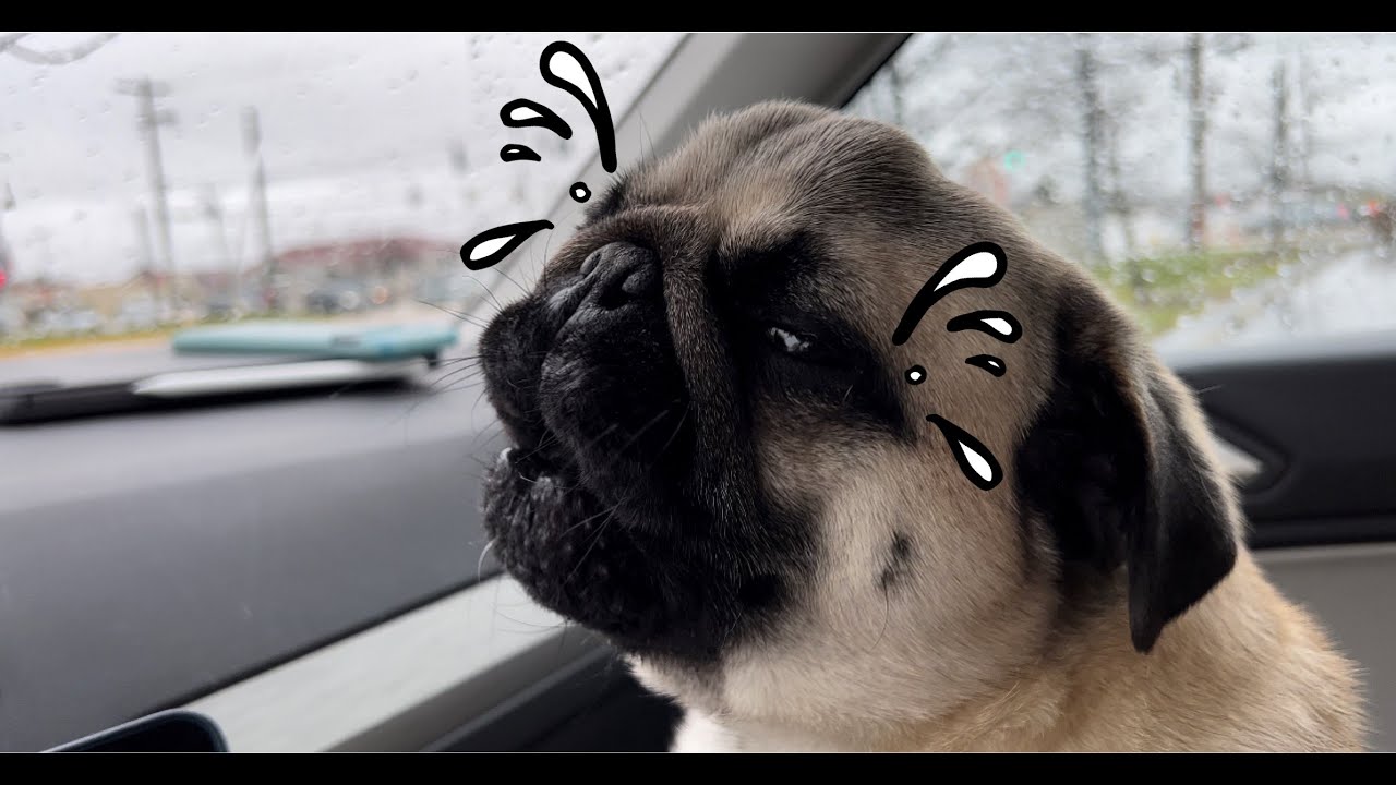 Crying Lonely Pug