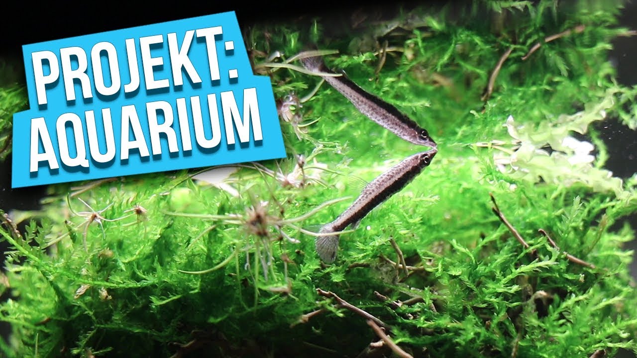 Ganz sch&ouml;n SCHR&Auml;G! - Projekt: Aquarium