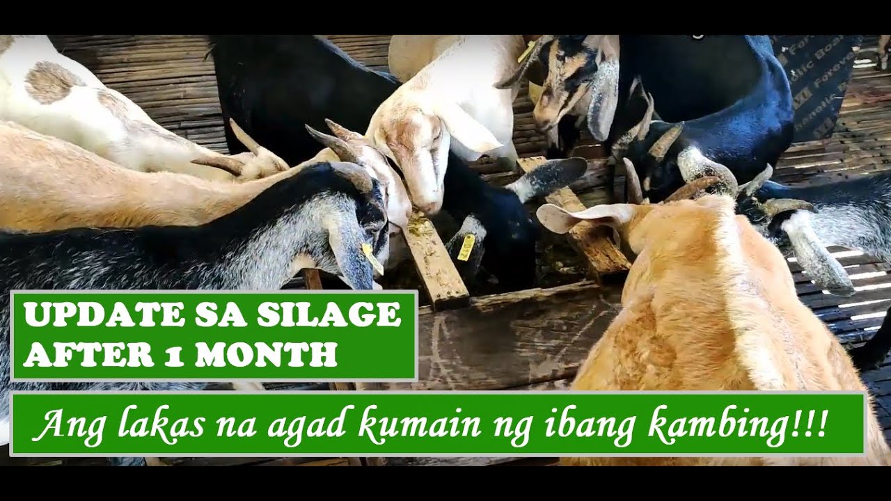 Napier Silage after 1 month | Unang pagpapakain ng silage - ang lakas na agad kumain ng ibang kambi
