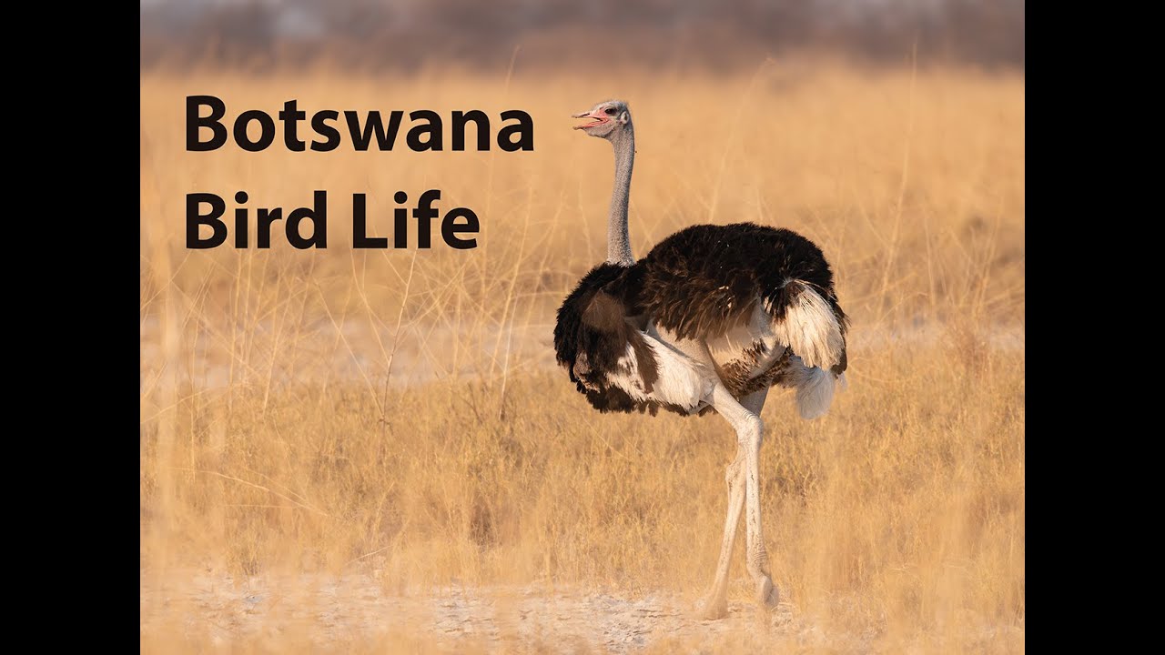 0013 Botswana Bird Life