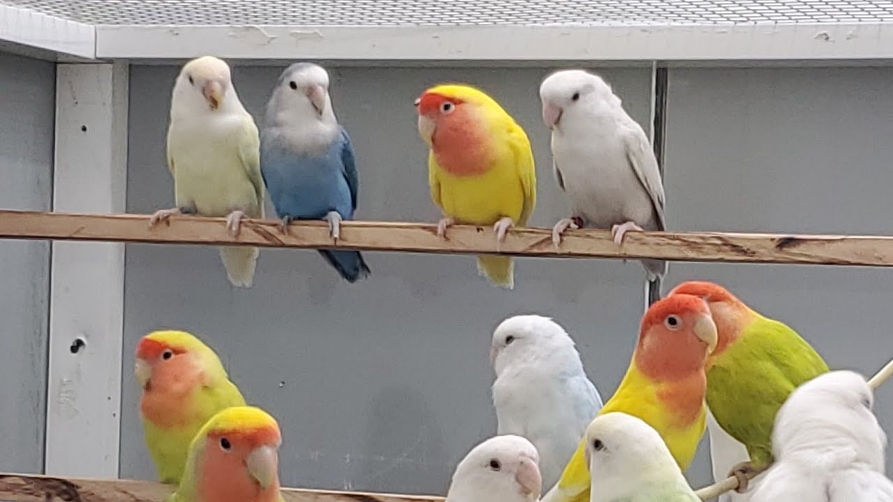 Love birds Agapornis singing music sounds 