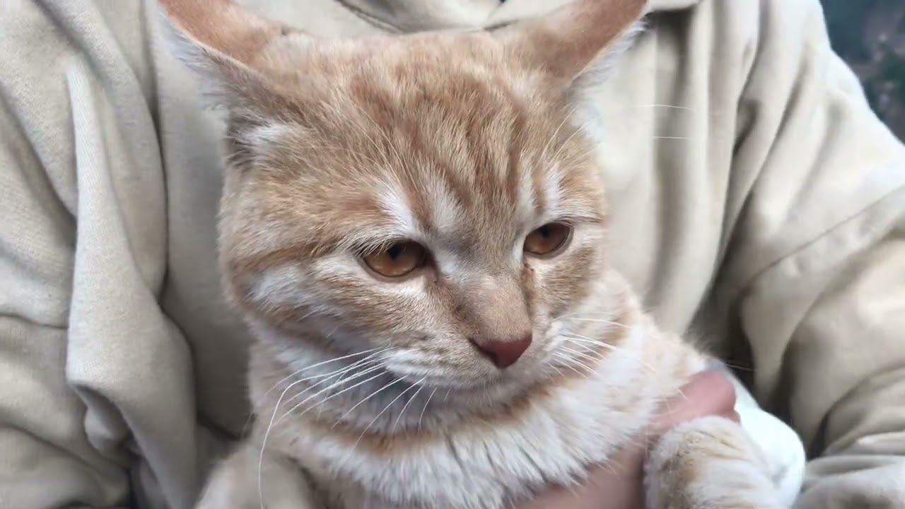Mani is happy with his owner #cute #kitten #play #pet 