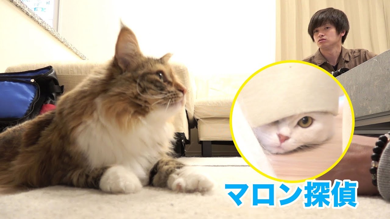 【密着】ちゃちゃを1時間追い続けたら怒られるのか？