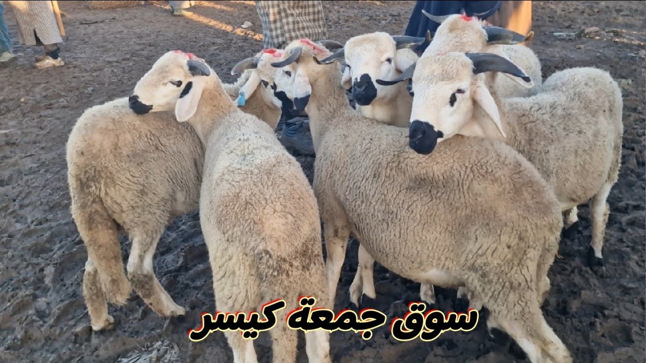 مباشرة من سوق جمعة كيسر 06/02/2026 🐏🐑🇲🇦