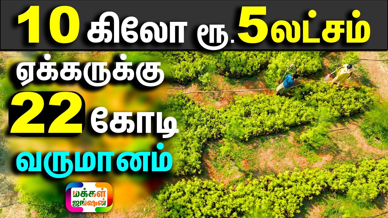 கோடிகளில் வருமானமா?, 10 கிலோ ரூ.5லட்சம், கொங்கு மண்டல விவசாயிகளுக்கு மட்டும் அரிய வருமான வாய்ப்பு