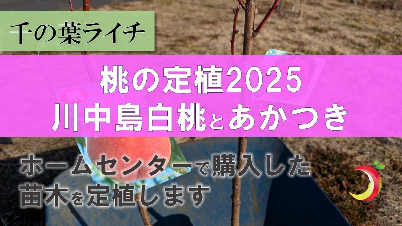 【桃の定植（川中島白桃とあかつき）2025】#1ホームセンターの苗木を定植