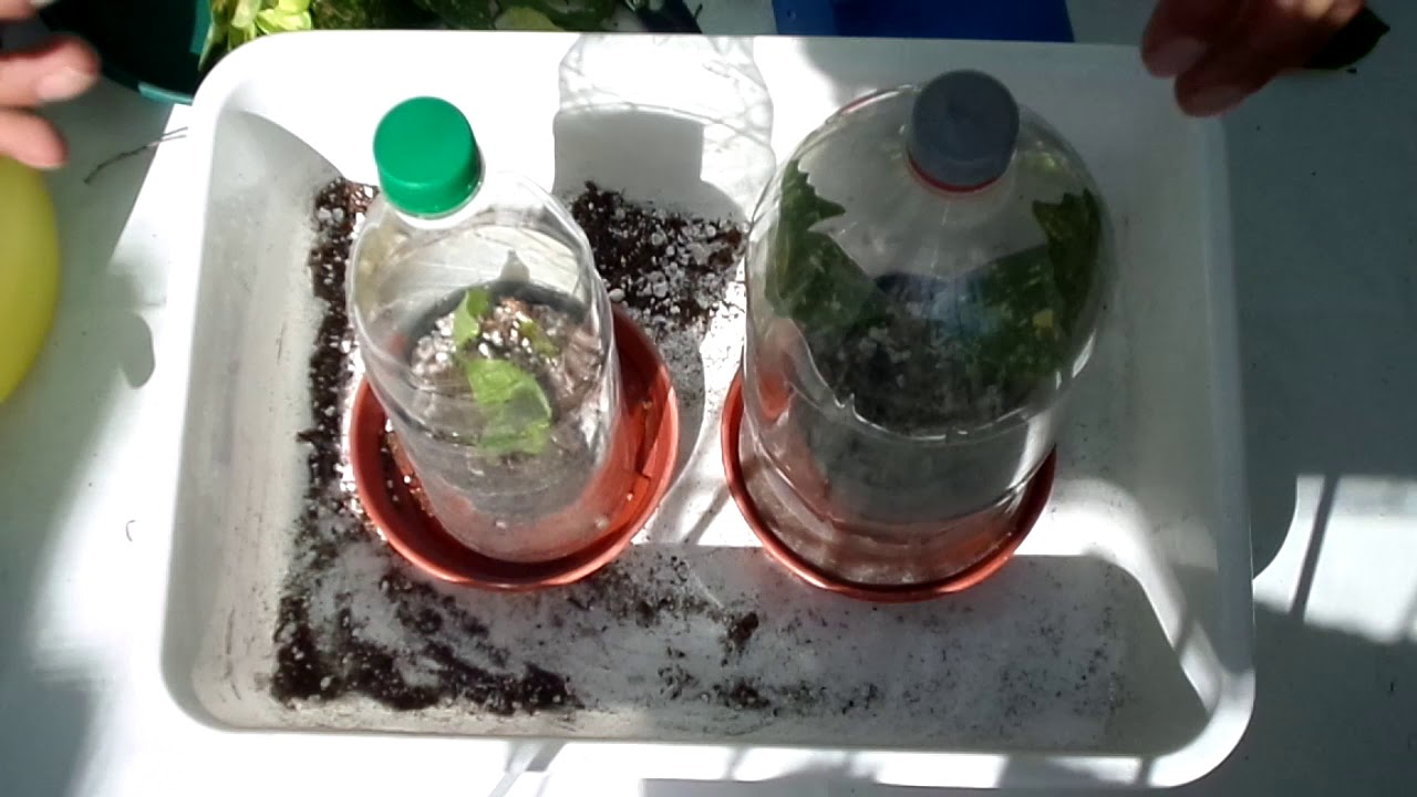 Reproducción de plantas por esquejes/gajos de 