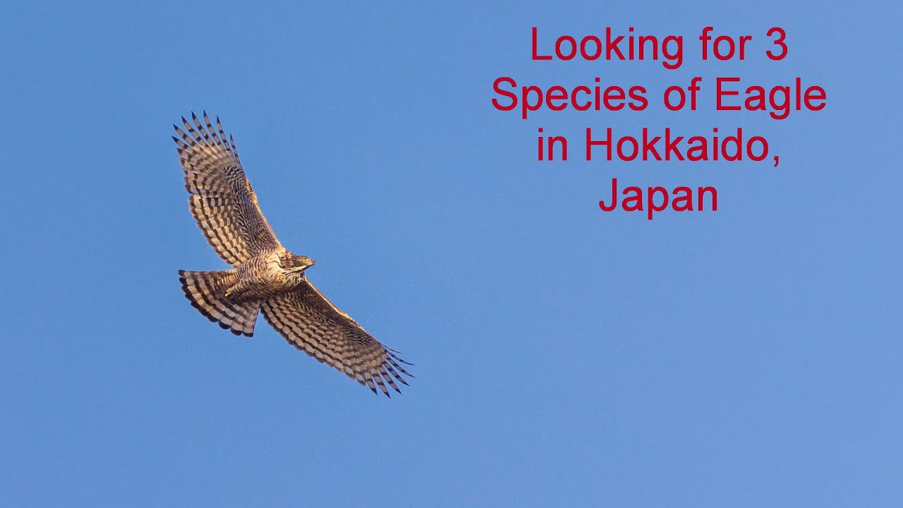 Some missed eagle photo opps in south Hokkaido, Japan.