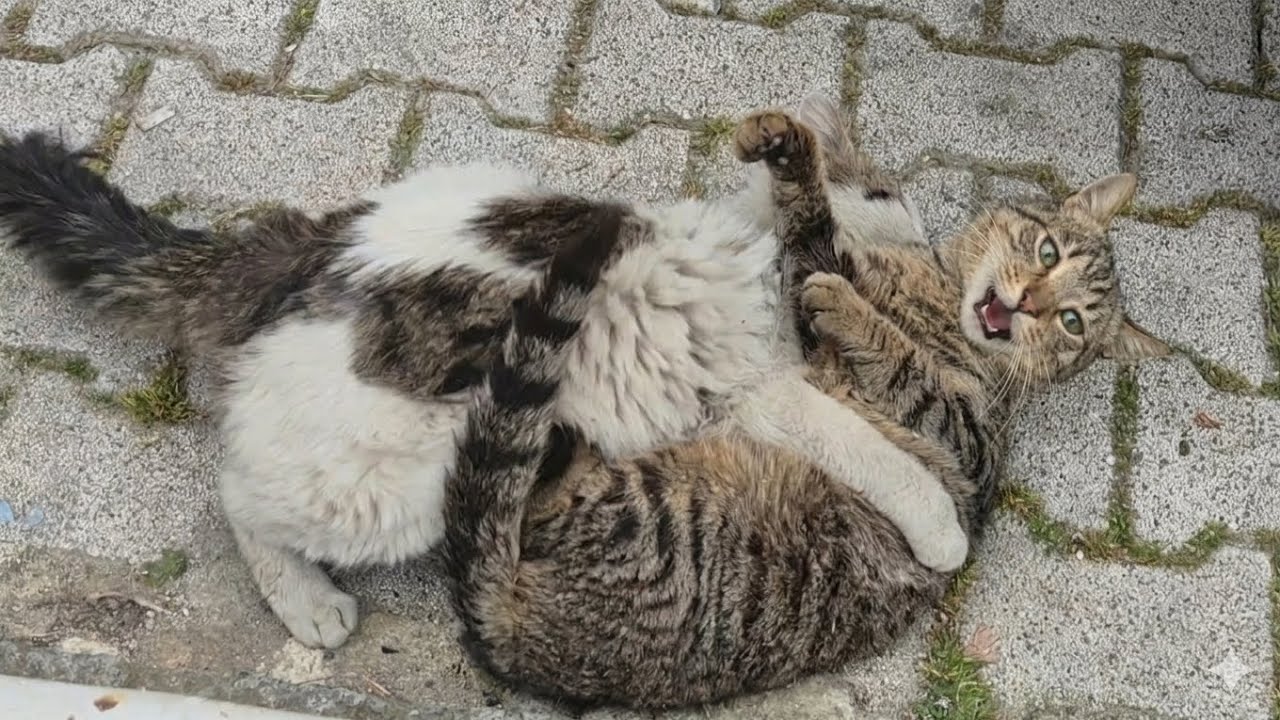 A Female cat ran to me for help to escape the male cats.
