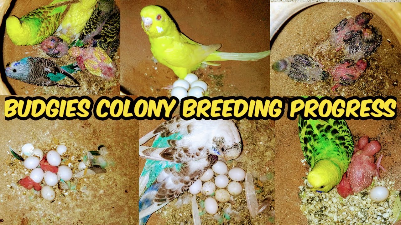 Budgies Parrot Ki No. 1 Breeding Progress || बजरी तोतो की जबरदस्त ब्रीडिंग || UB ||