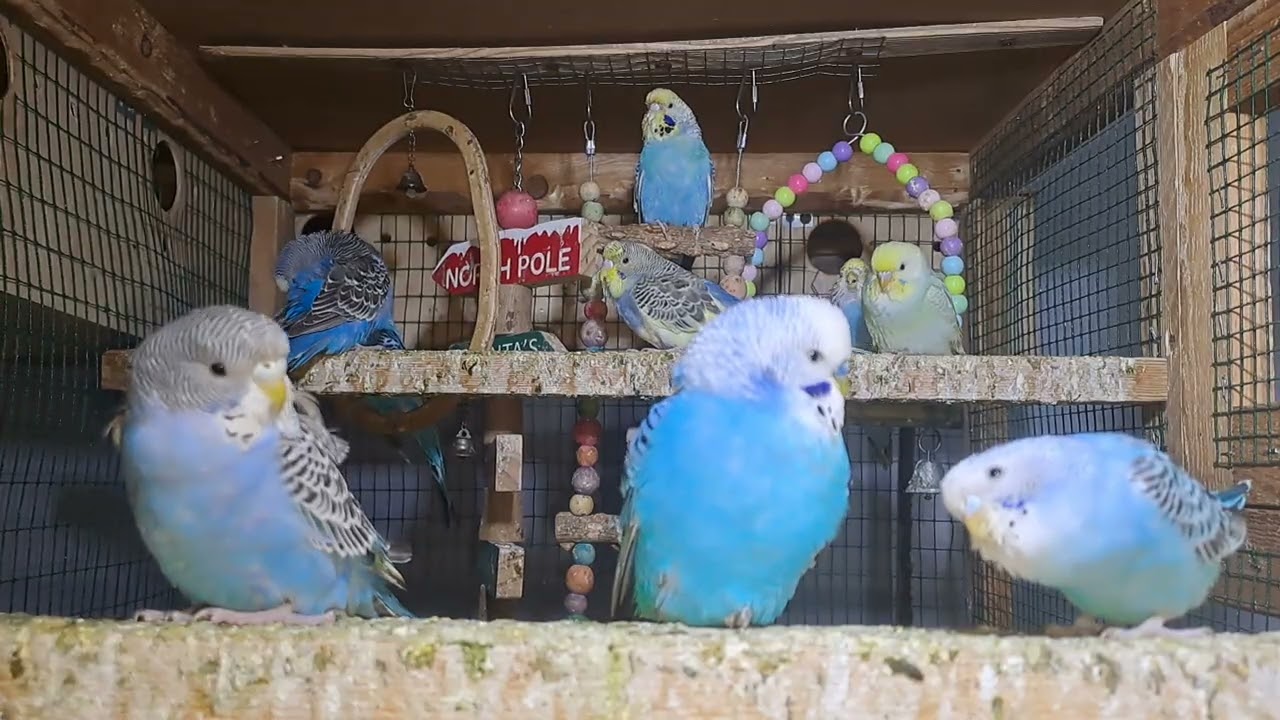 “Smartest Budgie Ever! You Have to See This 😲”