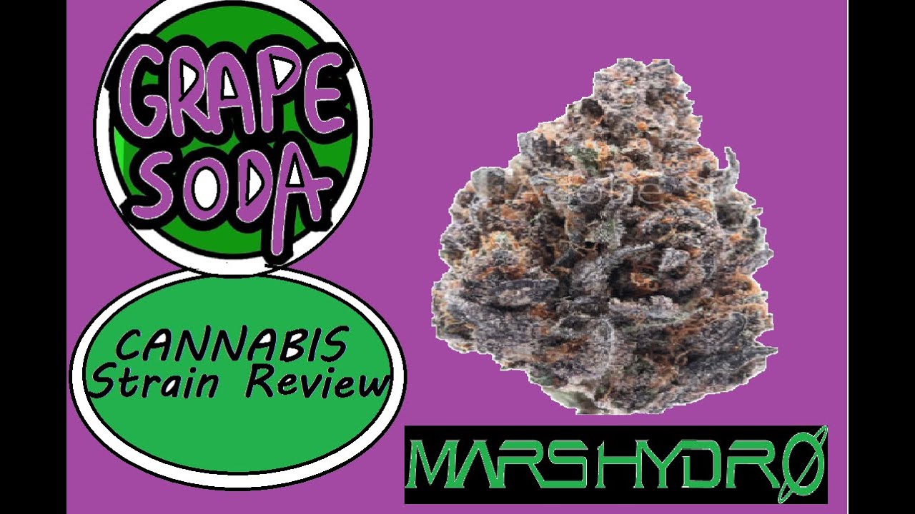 GRAPE SODA STRAIN REVIEW Grape soda Kush Grape Cannabis Review + Mars Hydro Grow