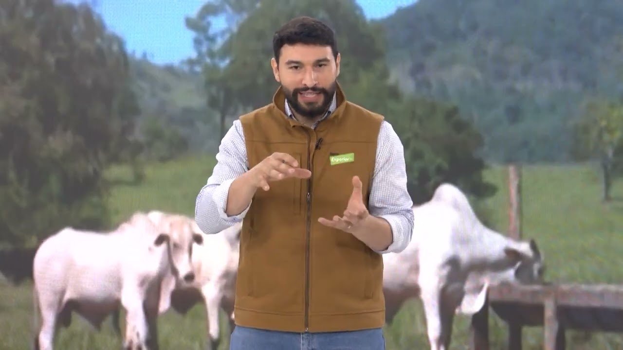 TERMINAÇÃO NA SECA: COMO ENGORDAR O GADO EM PASTO DIFERIDO?