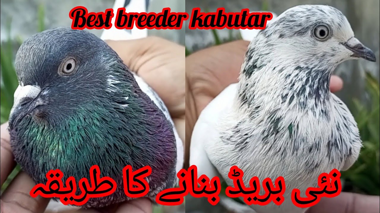 Francis or tuusi||shandar breeder joda lgany ka tariqa@nadeemahmadali2954 