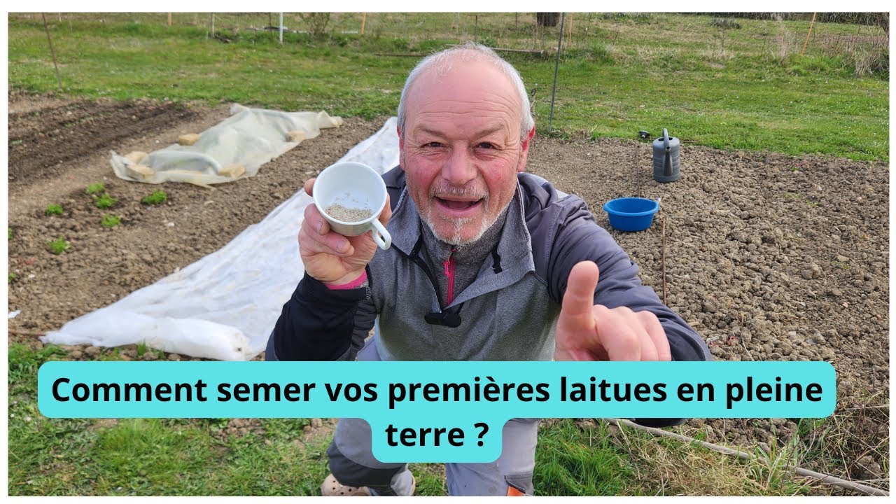 Comment  semer  vos premières  laitues  en pleine  terre ?