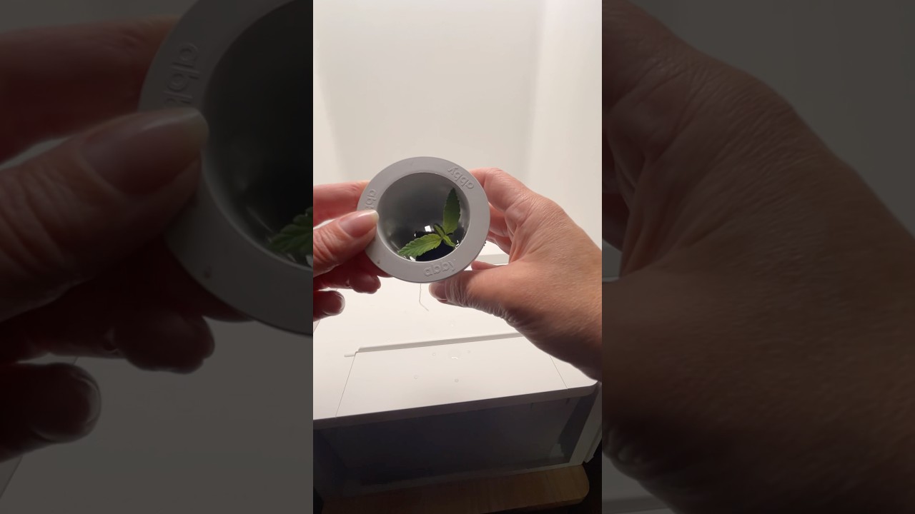 GORILLA GLUE AUTO IN THE HEY ABBY OG GROW BOX - 1st Water Change - #heyabby #cannabis #marijuana